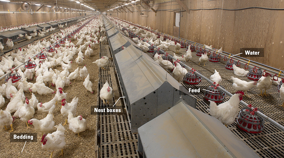 What the Hen? The Difference Between Broilers & Laying Hens
