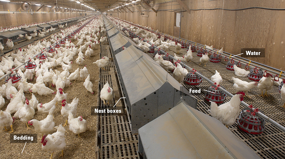 Broiler breeder farm | Let's Talk Chicken